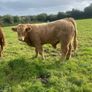 LOT NUMBERS AI Heifer and Bulls for Gort Mart Image 3