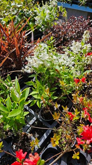 Plants, Flowering Shrubs, Grasses