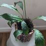 Houseplant Bundle - Spider Plant, Peace Lilies & Succulent - Galway - Pickup Only Image 2