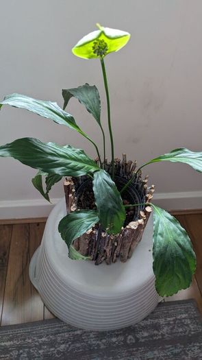 Houseplant Bundle - Spider Plant, Peace Lilies & Succulent - Galway - Pickup Only