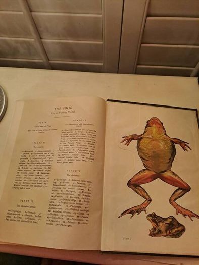 Vintage Pictorial Knowledge