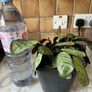 plant wishbone prayer plant Image 4