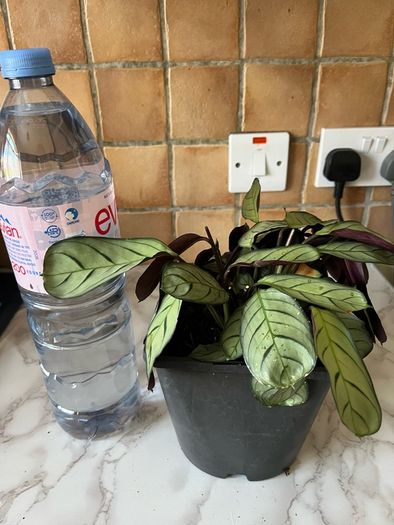 plant wishbone prayer plant