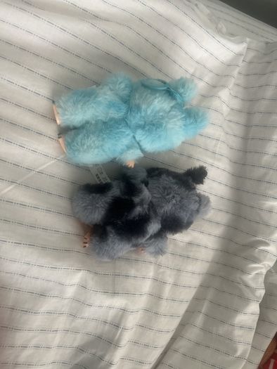 Teddys