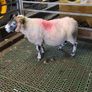 4 year old lanark ram Image 2