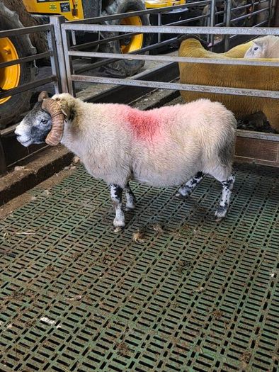 4 year old lanark ram