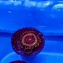 Spekled Krakatoa Zoa Image 2