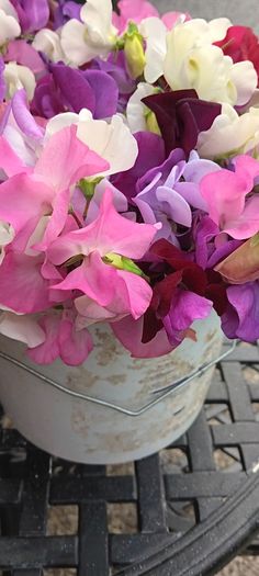 Cut flowers :Sweetpea