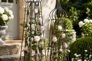 French Style Rose Obelisks Set of 2
