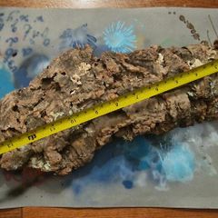 Cork Bark for Reptile Terrarium/Vivarium
