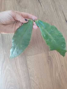 Hoya Undulata