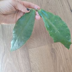 Hoya Undulata