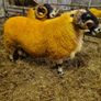 Sheep - two very good quality scottish blackface s Image 6