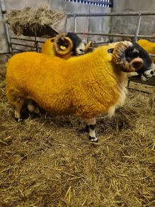 Sheep - two very good quality scottish blackface s