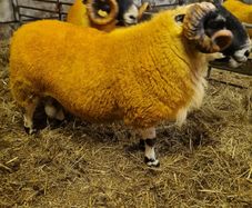 Sheep - two very good quality scottish blackface s
