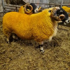 Sheep - two very good quality scottish blackface s