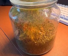 Asparagus fern