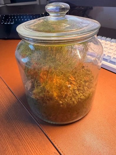 Asparagus fern