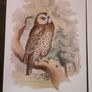 Nice selection of animal and bird print's Image 4