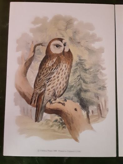 Nice selection of animal and bird print's