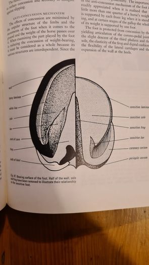 Farriery. A Complete Illustrated Guide. By John Hickman M. A. F. R. C. V. S. Large Volume Book. Hardback With Dustjacket In Very Good Condition.