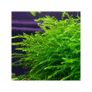 Willow Moss- Fontinalis antipyretica 80ml Oxygenator Image 4