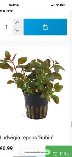 Fish Tank Plants