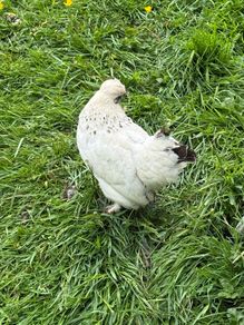 Japanese x silkie bantam