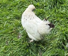 Silkie x Japanese hen