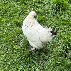 Silkie x Japanese hen