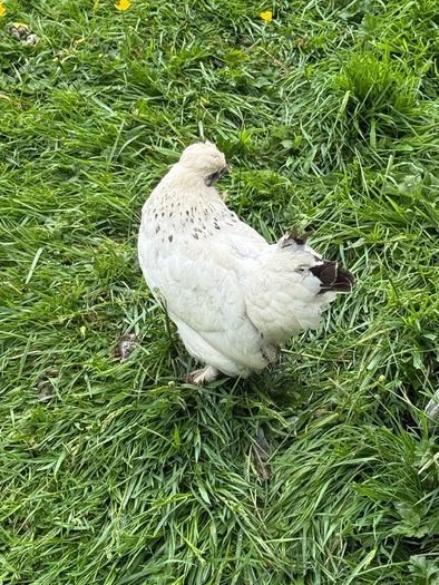 Silkie x Japanese hen
