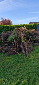 Free firewood
