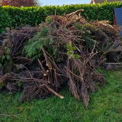 Free firewood