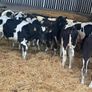 Fresian Bulls Image 2