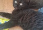 Kitten