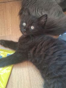 Kitten