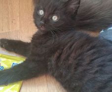 Kitten