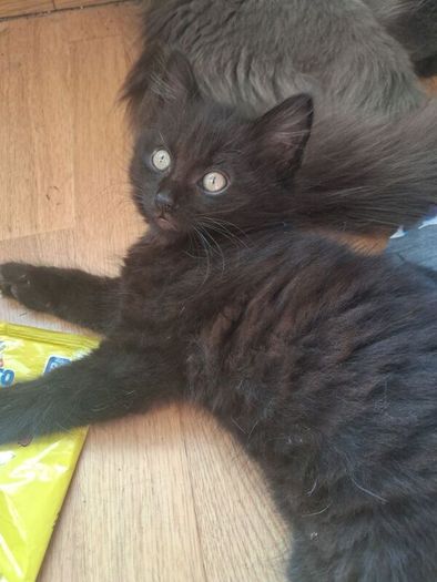 Kitten