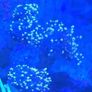 coral Image 3