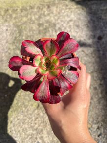 plant
