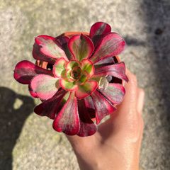 plant