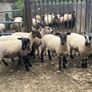 Speckled hoggets Image 6