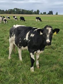B.B  Heifers Edenderry Mart 19th September