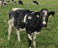 B.B  Heifers Edenderry Mart 19th September