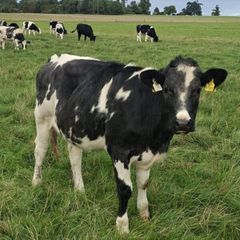 B.B  Heifers Edenderry Mart 19th September