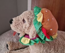 dog cloth