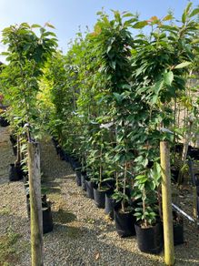 Trees