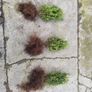 Box Hedging Image 2