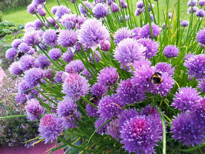 Fine Leaved Chive Plants / Chive Seeds
