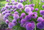 Fine Leaved Chive Plants / Chive Seeds